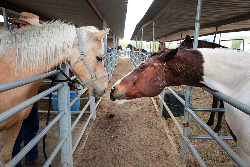 Arizona Cowboy College : Arizona : Richard Moore : Photographer